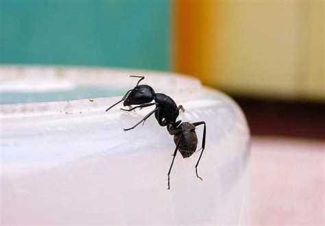 家裡有小螞蟻 金鏟子正面反面怎麼分